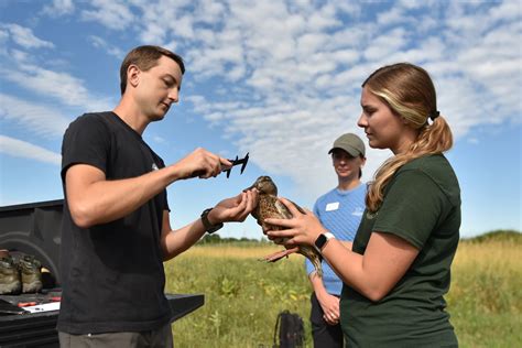 Why are mallard duck populations falling in the Great Lakes region ...