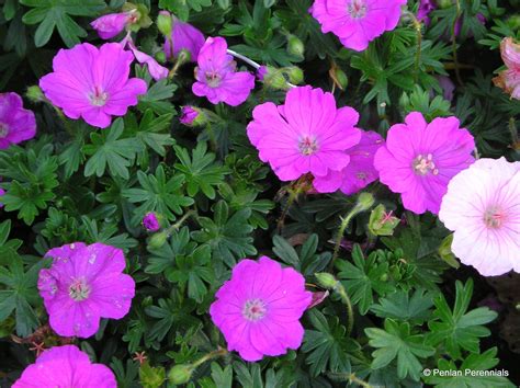 Geranium sanguineum ‘Max Frei’ – Penlan Perennials Nursery