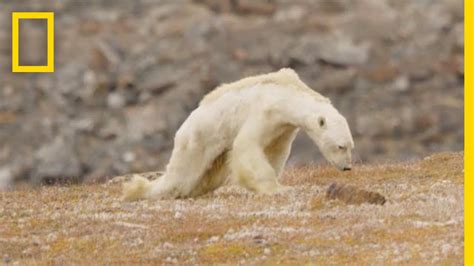 Heart-Wrenching Video: Starving Polar Bear on Iceless Land | National Geographic - YouTube