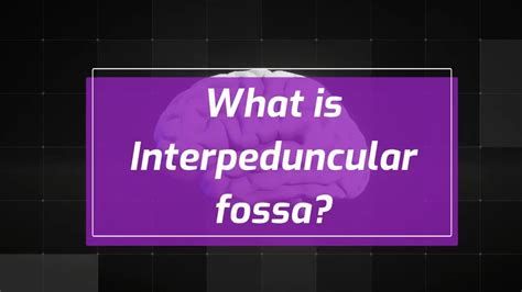 What is Interpeduncular fossa? - YouTube