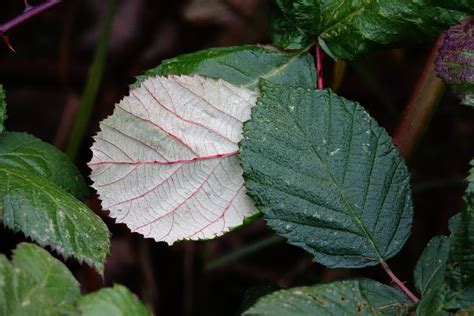 Free Images : leaf, flower, green, herb, produce, botany, flora, shrub, blackberries, flowering ...