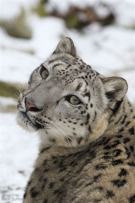 Wild cats, Snow leopard, Beautiful cats