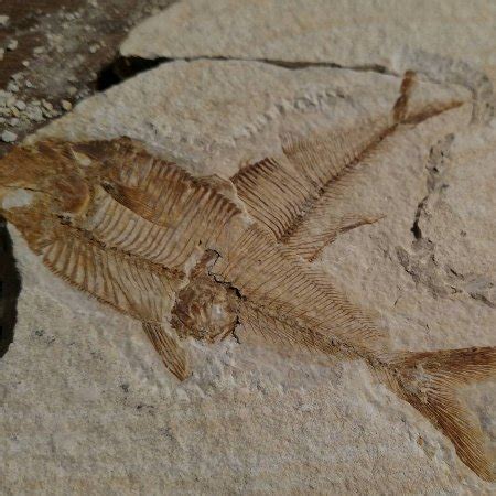 American Fossil (Kemmerer) - 2021 All You Need to Know BEFORE You Go (with Photos) - Tripadvisor