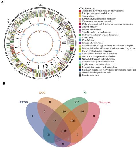 Frontiers | A new pathogenic isolate of Kocuria kristinae identified for the first time in the ...