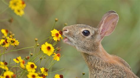 Best Information About Rabbit Food Chain(Basic Tips & Guide)