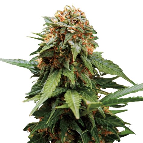 Tangerine Dream Cannabis Seeds – Royal King Seeds