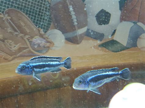 Pin on LAKE MALAWI CICHLIDS!!