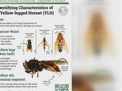 State officials work to eradicate invasive yellow-legged hornet