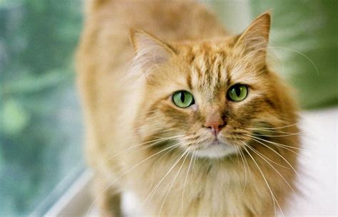 Ginger Tabby Cat Facts and Breeds | LoveToKnow Pets