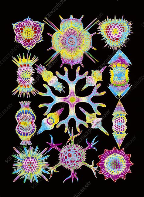 Computer art of radiolarians (from Ernst Haeckel) - Stock Image - Z110/0156 - Science Photo Library