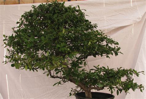 Pyracantha coccinea – Bonsai – Colorado Rocky Mountain Bonsai – Suiseki