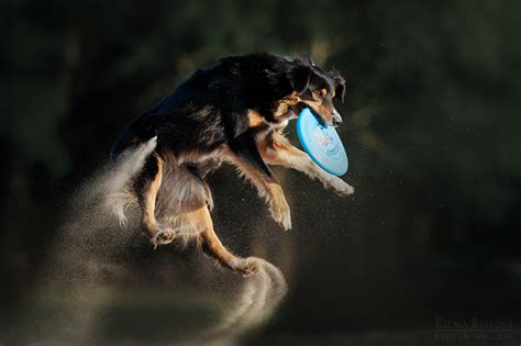 Dog frisbee by Ksuksa-Raykova on DeviantArt