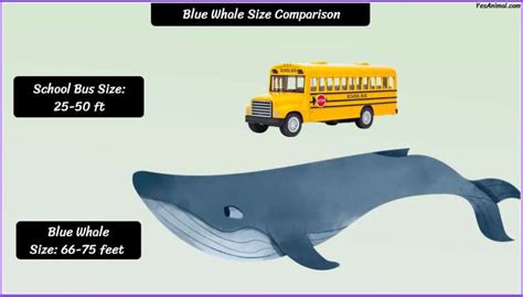 Blue Whale Size: How Big Are They Compared To Others?