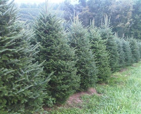 Deal: $59.98+ for Fresh Cut Balsam or Fraser Fir Christmas Tree (50% ...