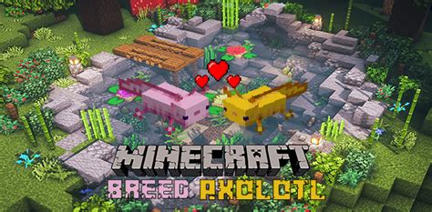 How to Breed Axolotl in Minecraft