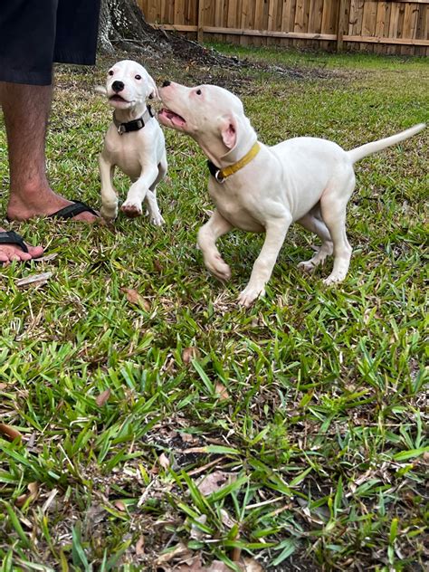 Dogo Argentino Puppies For Sale