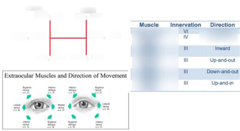 EOMs Diagram | Quizlet