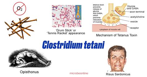 Clostridium tetani: Properties, Pathogenesis, Lab Diagnosis • Microbe Online