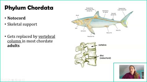 Phylum Chordata Characteristics