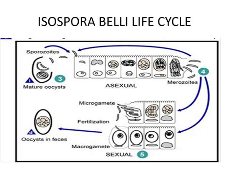 Isospora Belli Life Cycle