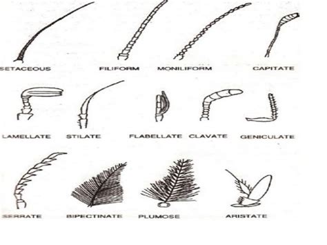 [Download 26+] Different Types Of Antennae Of Insects