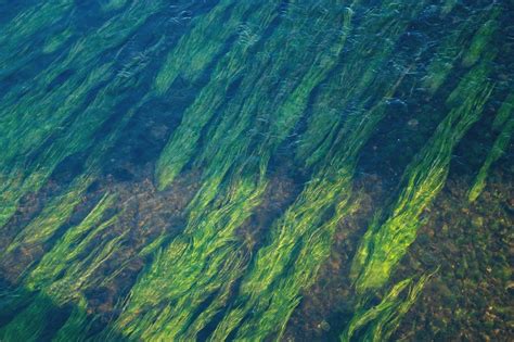 Reino Protista: qué es, características, clasificación y ejemplos - Significados