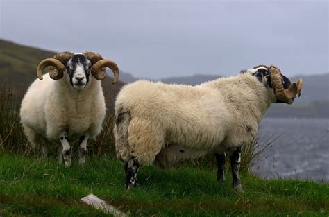 Ram (male sheep) Photo: Stefan Klaas // баран | Big horn sheep ...