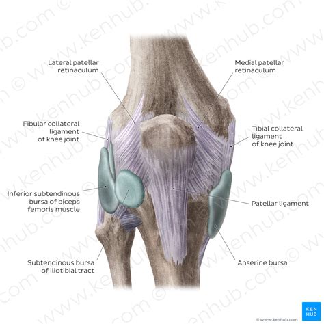 Knee joint: Bursae and extracapsular ligaments (anterior view) (Englis – Kenhub Image License Store