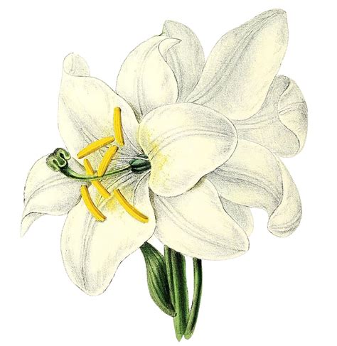 Lilies Clipart Free