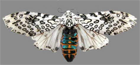 The Giant Leopard Moth | Thoreau Farm