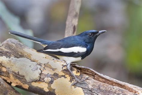 Oriental magpie-robin (Copsychus saularis)