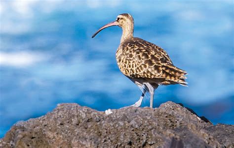 Hawai‘i's Endangered Birds