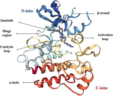 | The crystal structure of imatinib-bound form of the Abl kinase (PDB... | Download Scientific ...