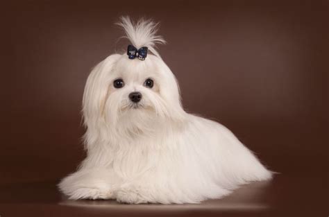 The Origin of Teacup Maltese Dogs & How to Care Them http://ift.tt ...