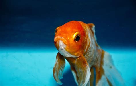 The Best Fish Names for Bettas, Guppies, Goldfish, and More