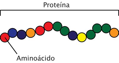 As proteínas: funções e fontes — ANDREIA TORRES