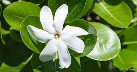 Tahitian Gardenia Plant Growing and Care