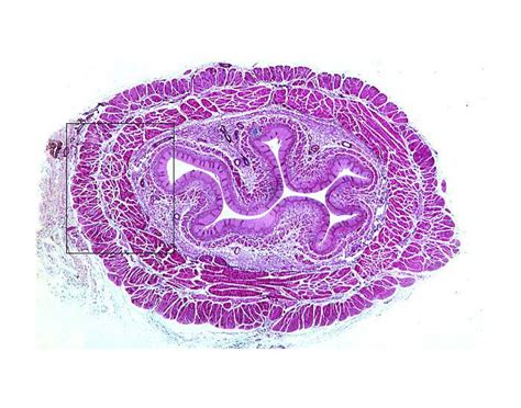 Esophagus Histology Diagram | Quizlet