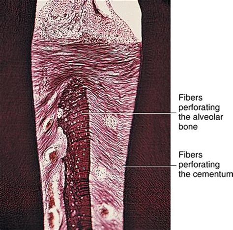 12. Periodontium: Alveolar process and cementum | Pocket Dentistry