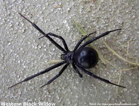 Dangerous Black Widow Spider Pictures - We Need Fun