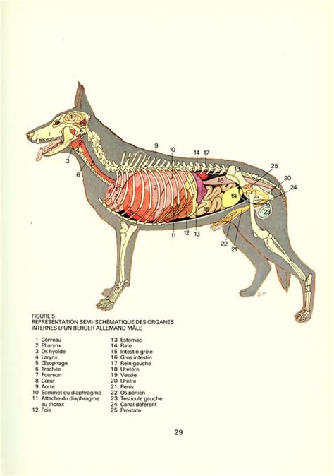 German Shepherd Dog Anatomy | ubicaciondepersonas.cdmx.gob.mx