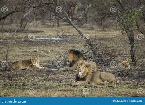 Pride of Lions South Africa Stock Image - Image of african, herd: 64750721