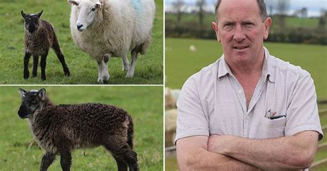 It's a Geep: Goat-sheep cross leaves farmer Paddy Murphy in shock - World News - Mirror Online