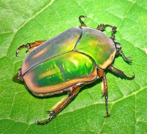 Kansas, USA - shiny green beetle? : whatsthisbug