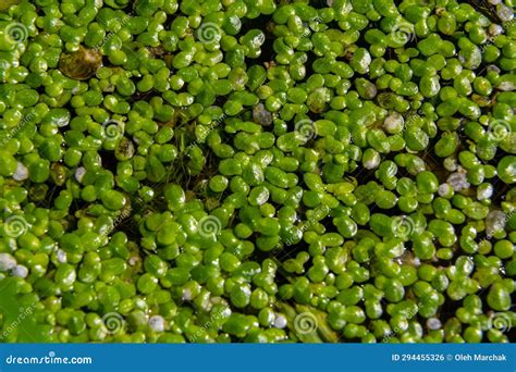 Duckweed - Cultivation of Duckweed. Lemna Trisulca Stock Photo - Image of water, lemna: 294455326