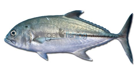 Bigeye Trevally | Get Fishing