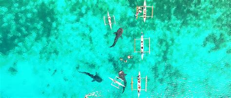 VIDEO: Oslob's Whale Shark Watching Cebu Philippines Aerial Tour