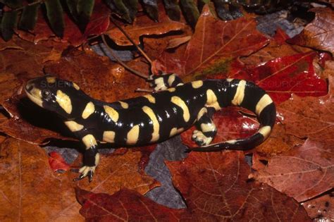 Science Source - Barred Tiger Salamander | Tiger salamander, Salamander, Reptiles and amphibians