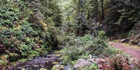 Fern Canyon Trail | Outdoor Project