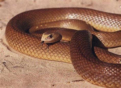 Inland taipan – the most venomous snake | DinoAnimals.com